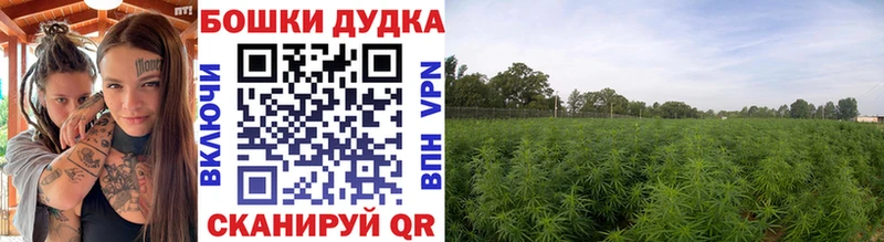 Бошки Шишки AK-47  где купить   blacksprut онион  Себеж 